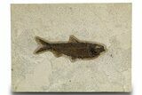 Detailed Fossil Fish (Knightia) - Wyoming #327805-1